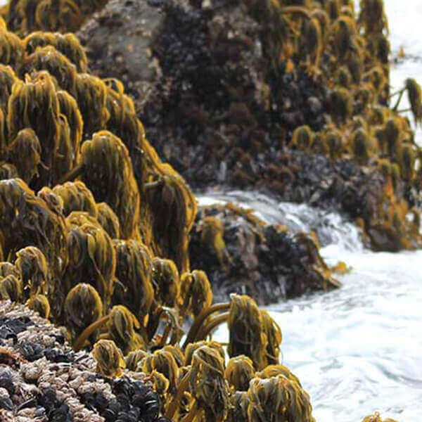 Seaflora uses seaweed instead of fruits and vegetables