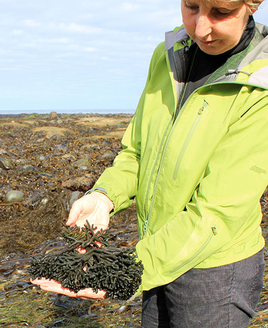 Seaflora Skincare Seaweed Harvest