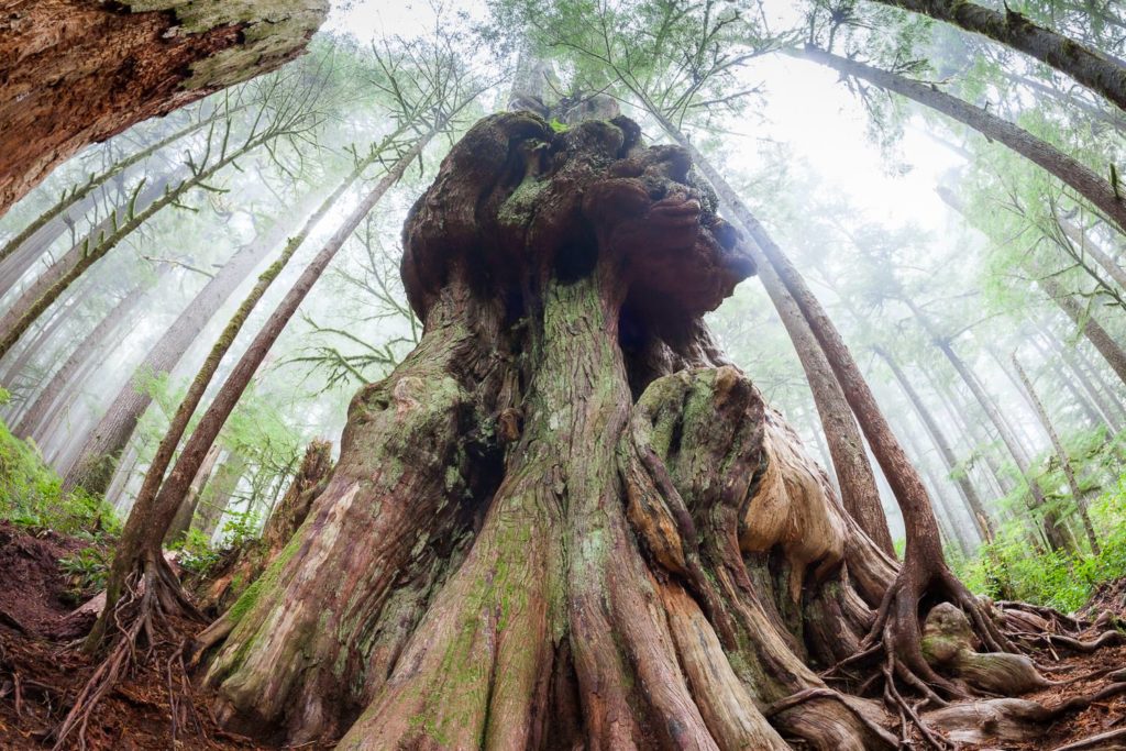 old-growth tree