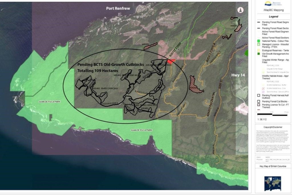 old-growth to be auctioned off