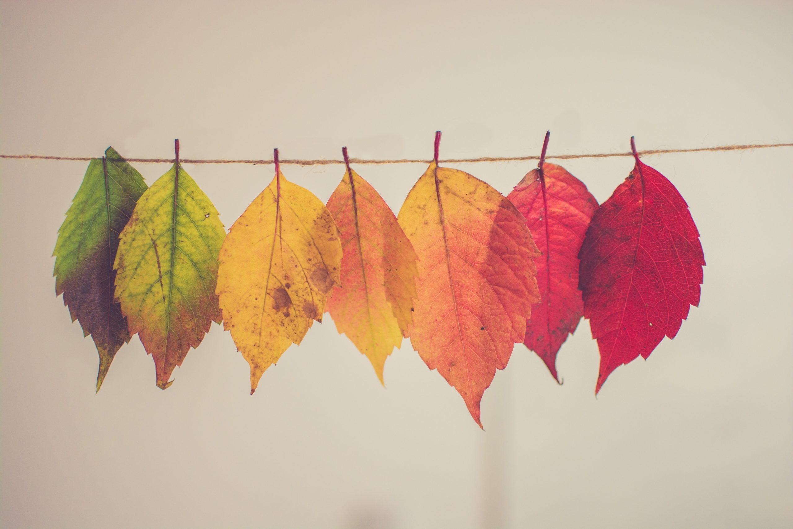 fall rainbow leaves