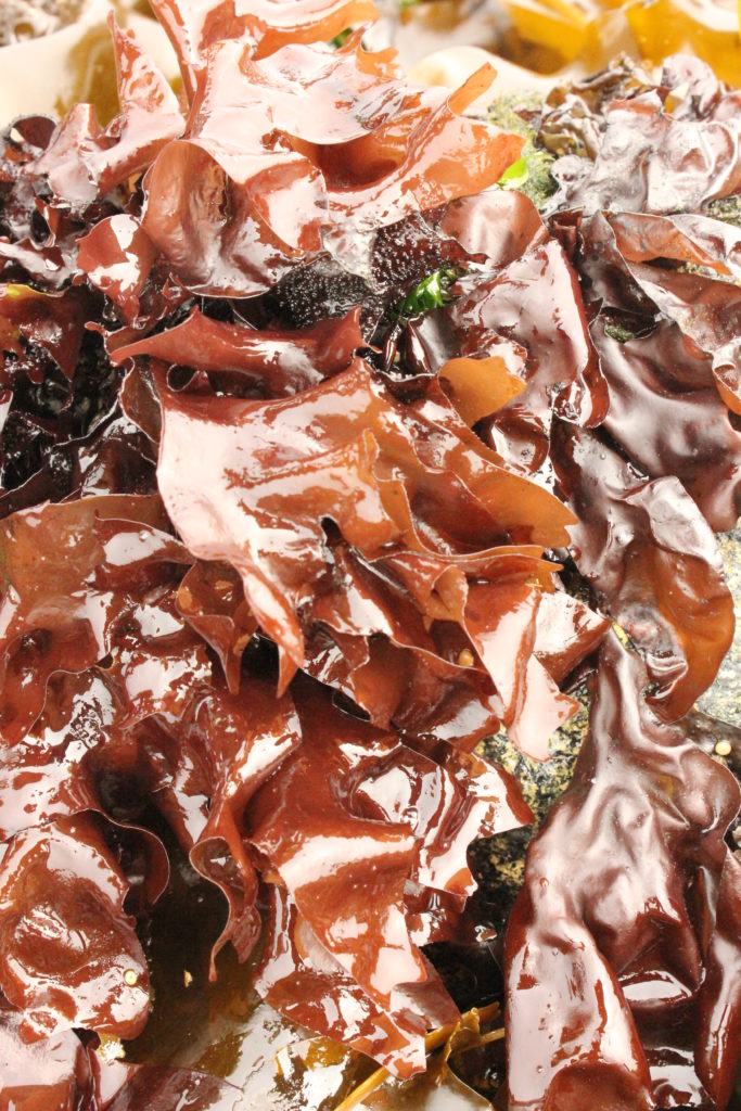 Collagen Promoting Seaweeds utilized by Seaflora Skincare - Seaflora Skincare Mazzaella splendens
