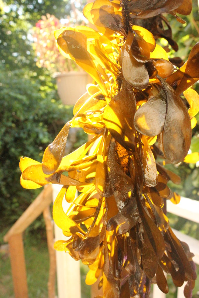 Health benefits in seaweed - Seaflora Skincare Feather Boa Kelp Tofino B.C.