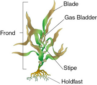 Seaflora kelp anatomy