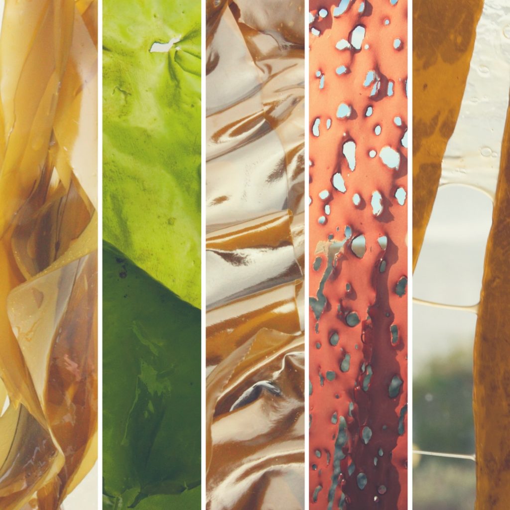 Seaflora Seaweeds - Seaflora Skincare Seaflora Seaweeds