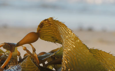 The Future is Seaweed!