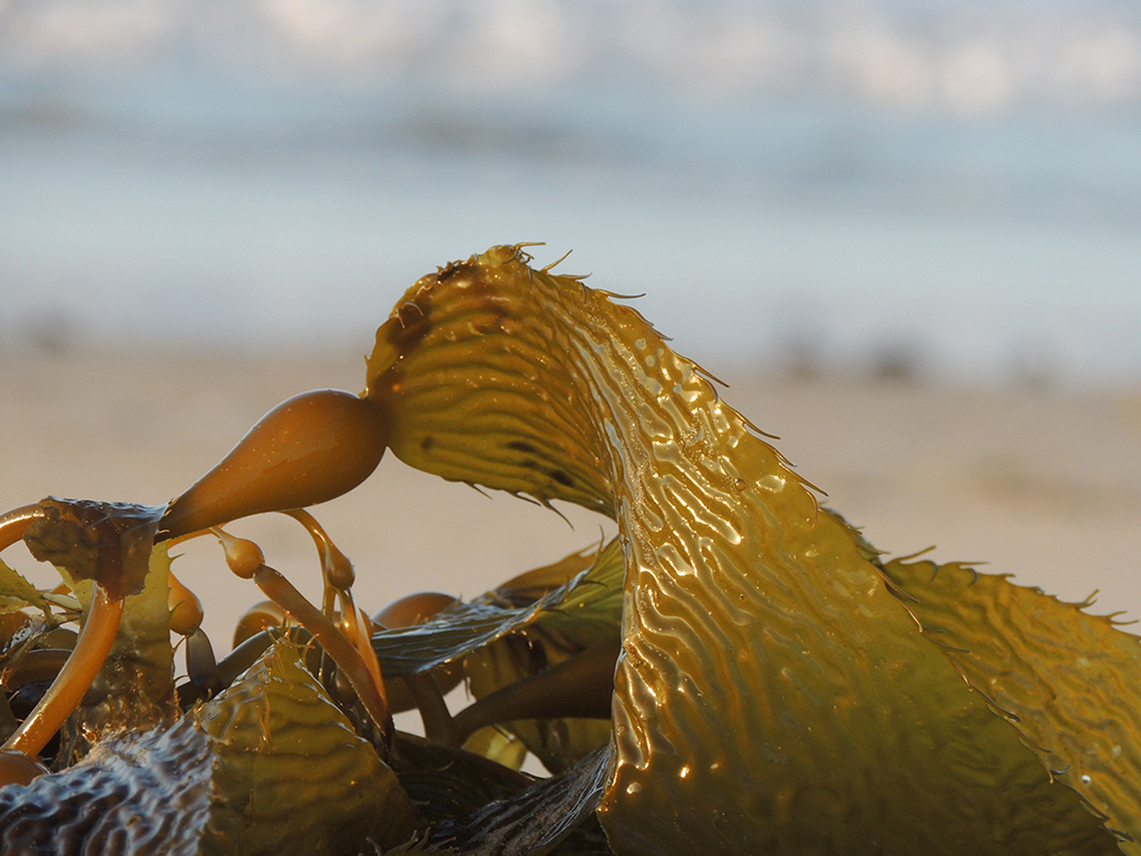 The Future is Seaweed!