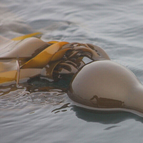 - Seaflora Skincare Kelp