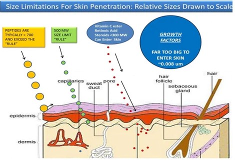 skin diagram