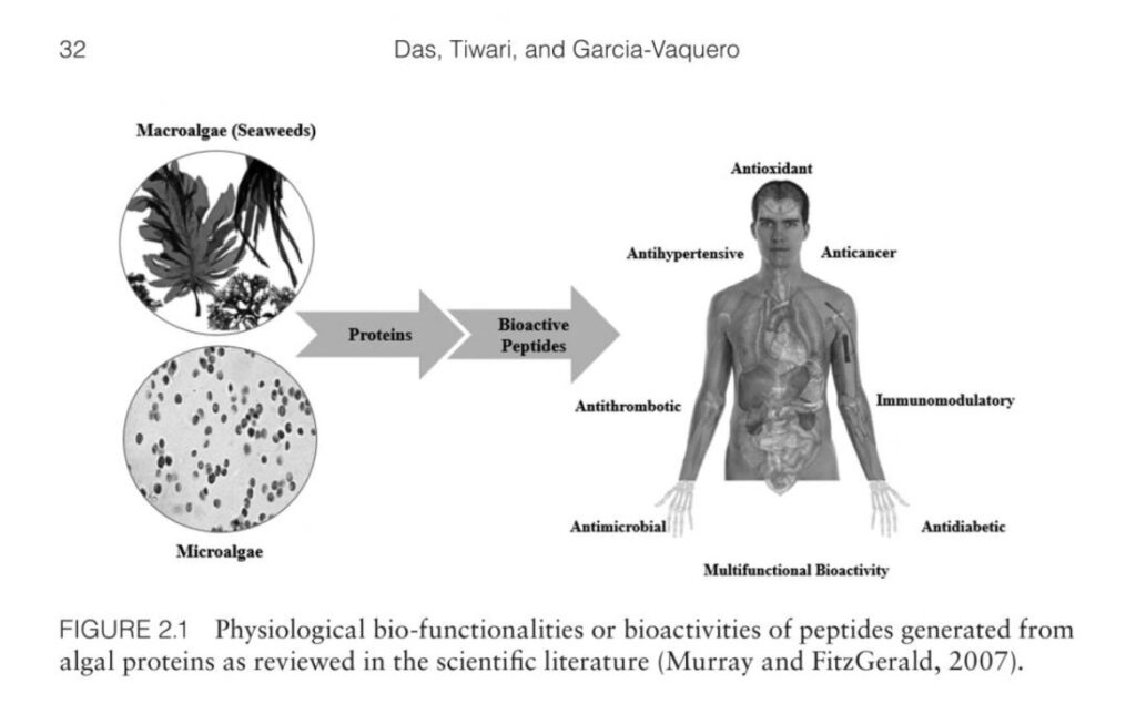 Algae Peptides