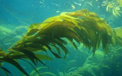 Underwater giant kelp