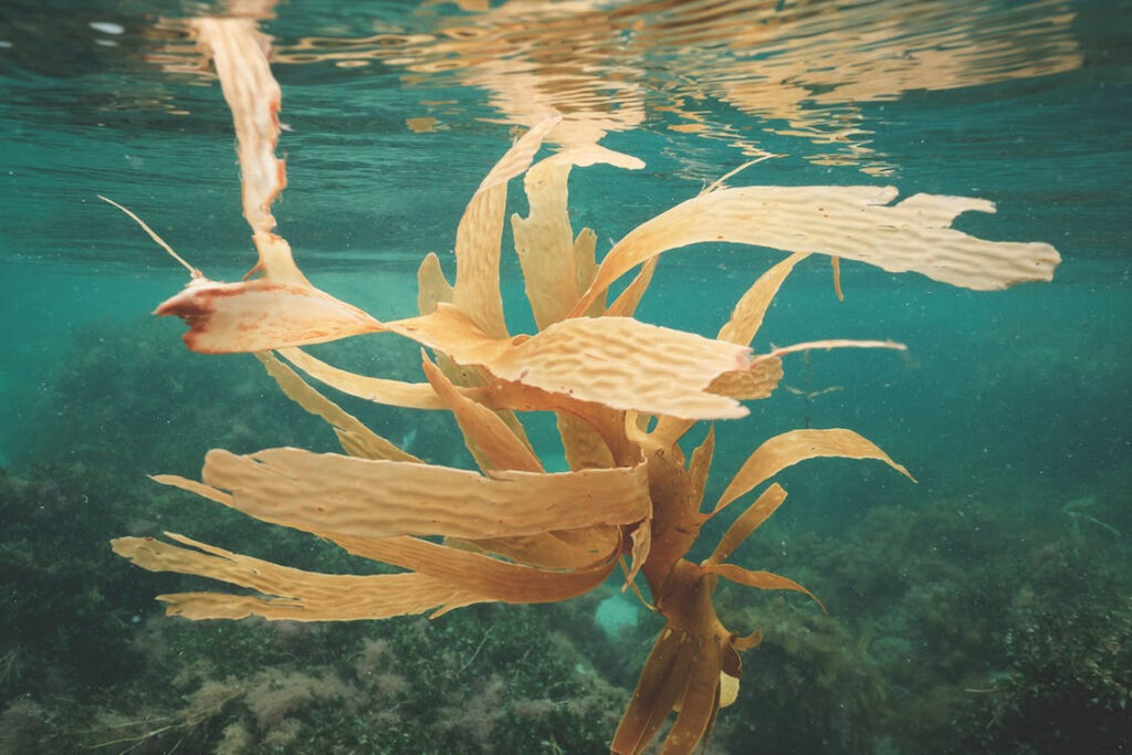 Seaweed swaying in the ocean