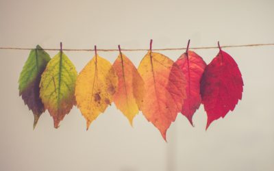 fall rainbow leaves