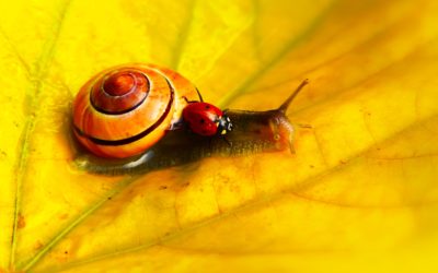 Lady Bug Snail Start of Spring