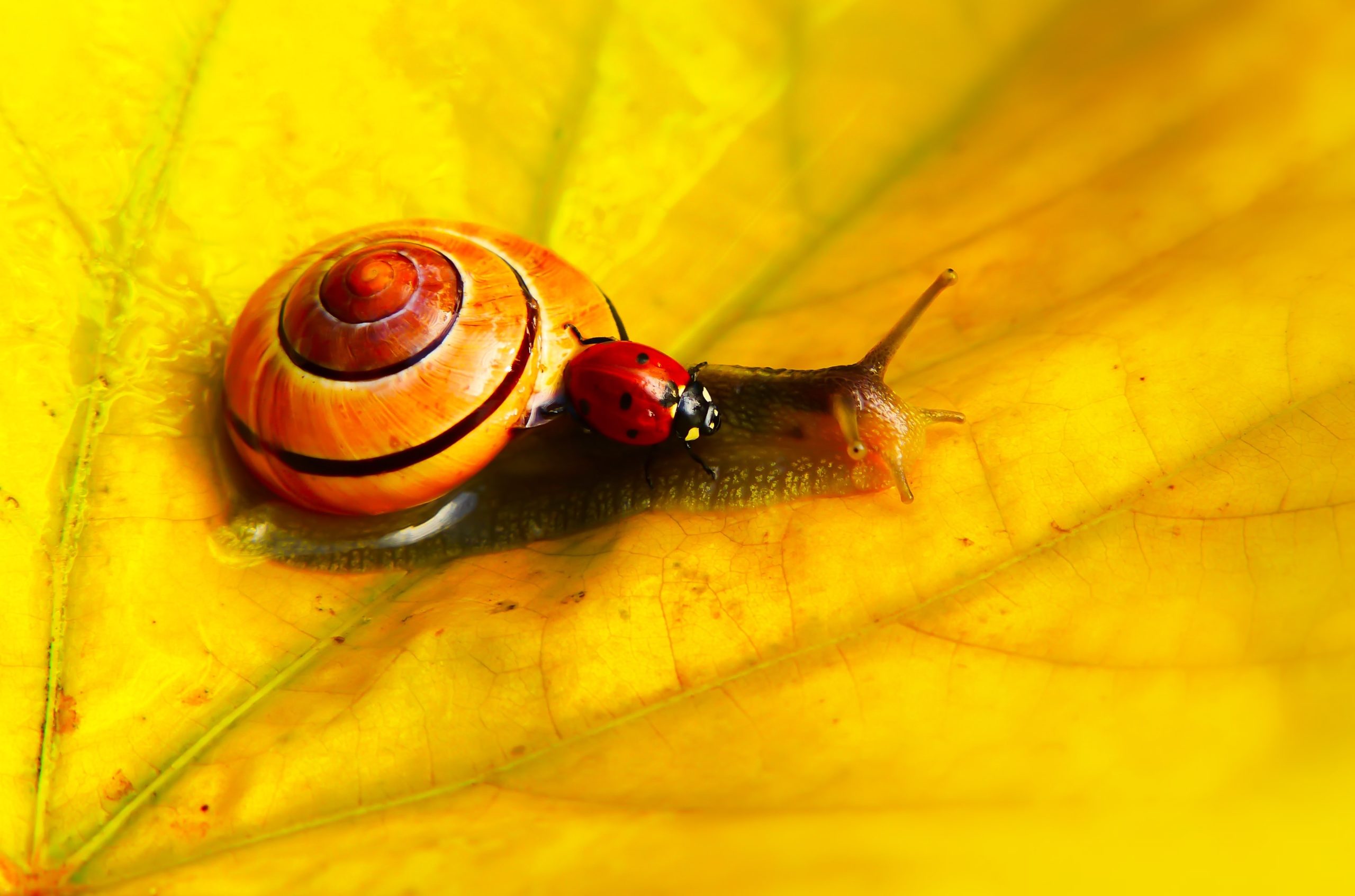 Lady Bug Snail Start of Spring