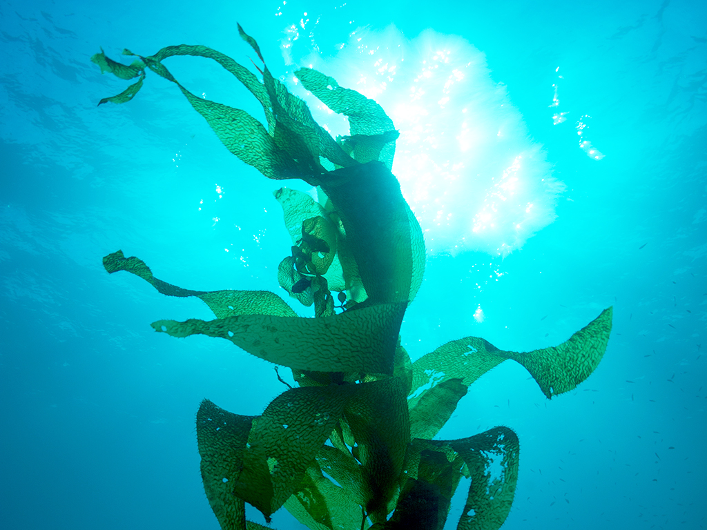7 Ways Seaweed Helps In Skin Repair