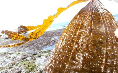Seaweed Sunscreen Review - Here's the Seaweed SPF Science