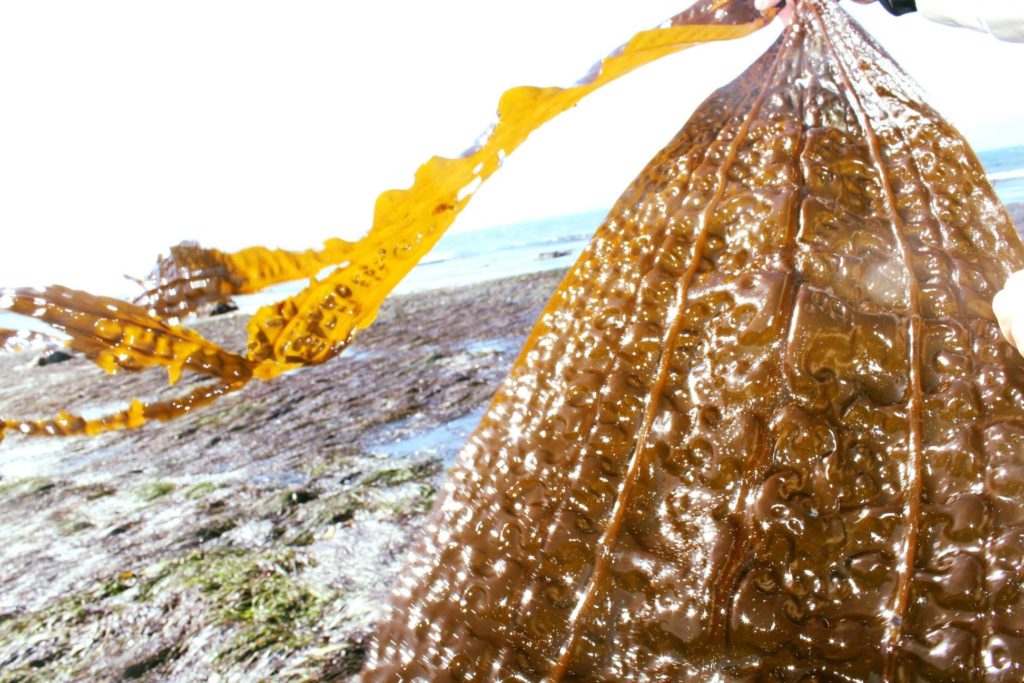 Seaweed Sunscreen Review - Here's the Seaweed SPF Science