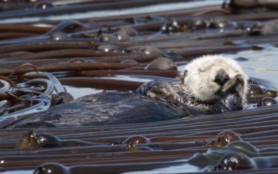 The Lifecycle of West Coast Canadian Kelp