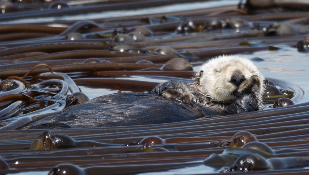 The Lifecycle of West Coast Canadian Kelp