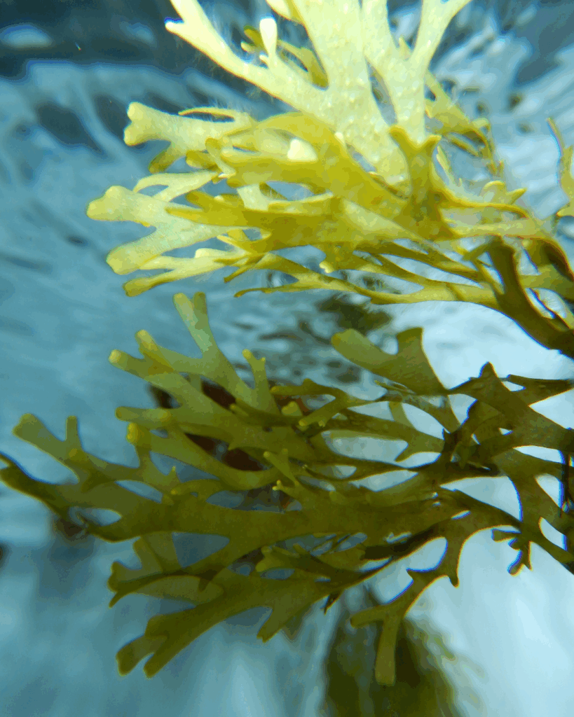 Nature’s Detox: Seaweed Floating Beneath the Surface - Seaflora Skincare Seaweed which helps detoxify the skin.