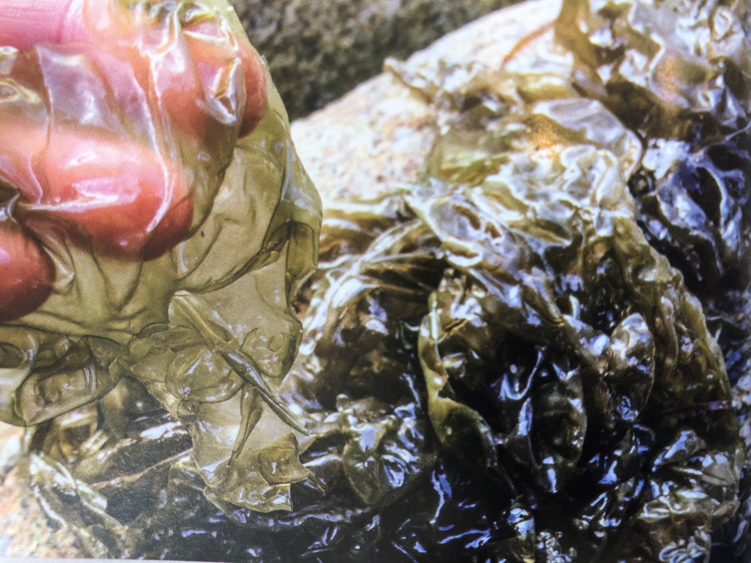 Mycosporine-like Amino Acids for Skin Photoprotection