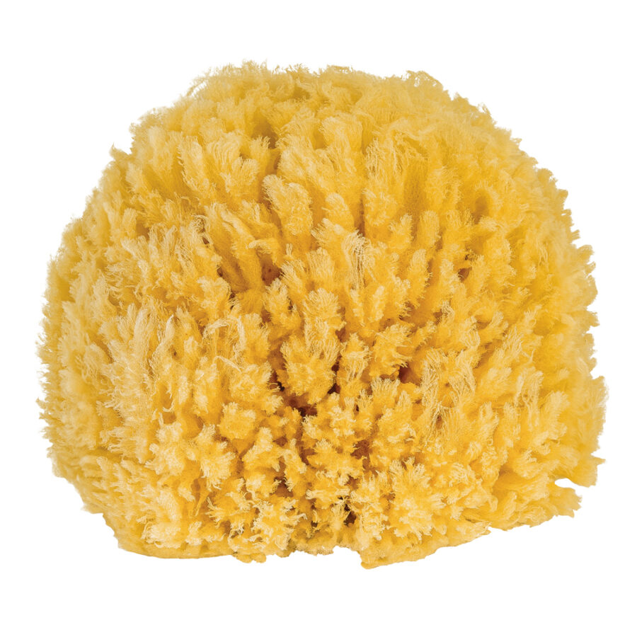 hand-harvested, sustainable, sea sponge, safe for skin, hypoallergenic, anti-bacterial