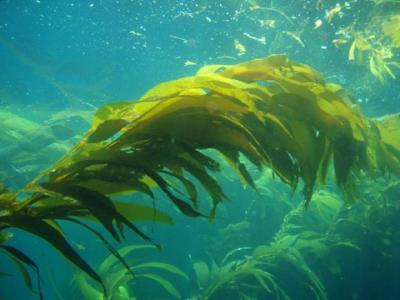 Underwater giant kelp