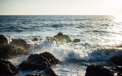 seaweed for whole body health