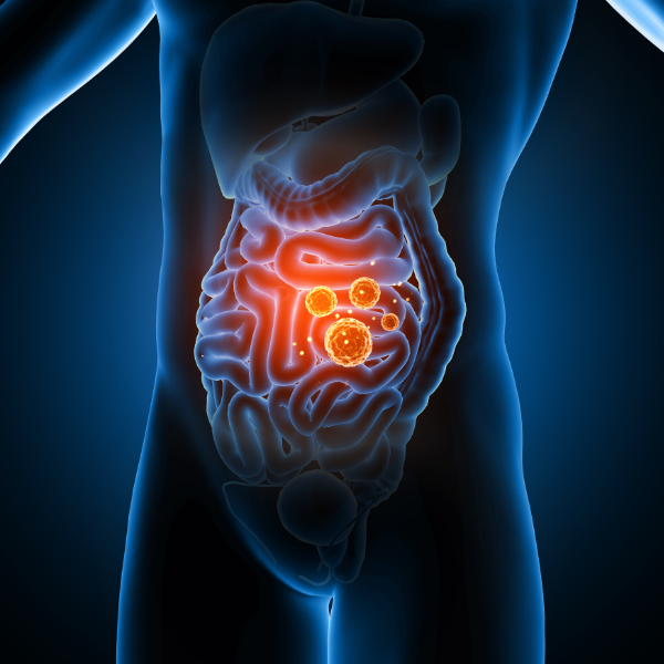 prebiotic seaweed helps gut microbes