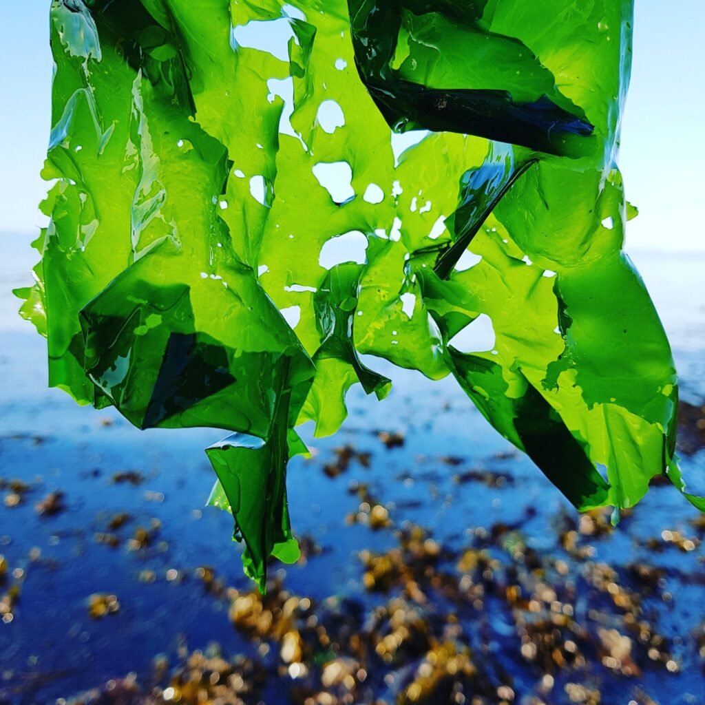 sea lettuce, Ulva lactuca