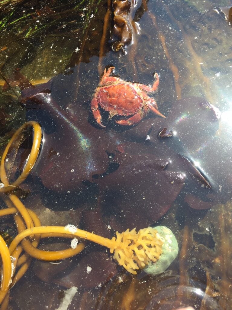 red algae, Mazzaella splendens