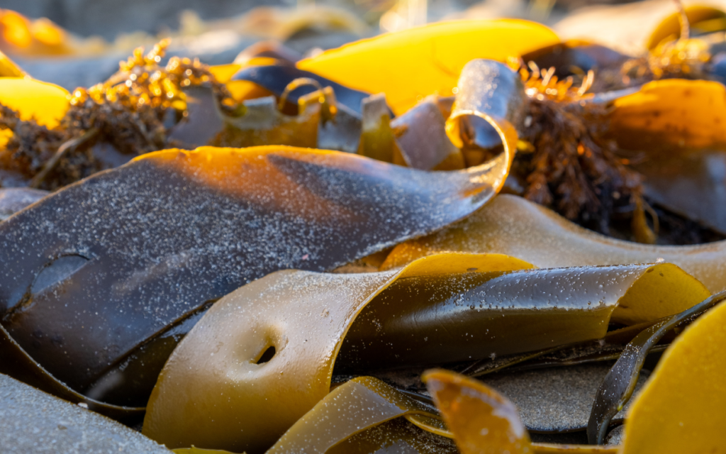 polyphenols found in brown seaweeds