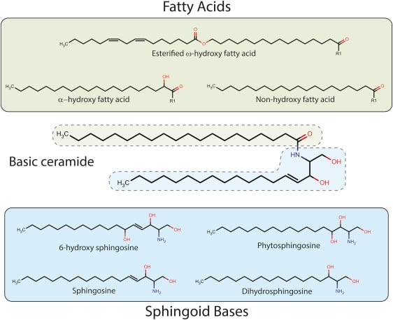 Fatty Acids