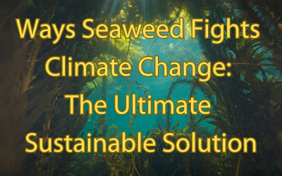 Underwater ocean scene with seaweed, highlighting its role in fighting climate change.