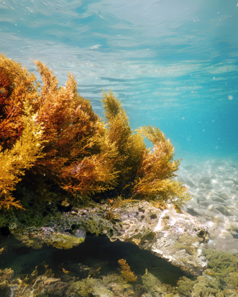 Underwater Oasis: Brown Seaweed Thrives in a Reef Ecosystem - Seaflora Skincare Brown Seaweed where Squalene is found.