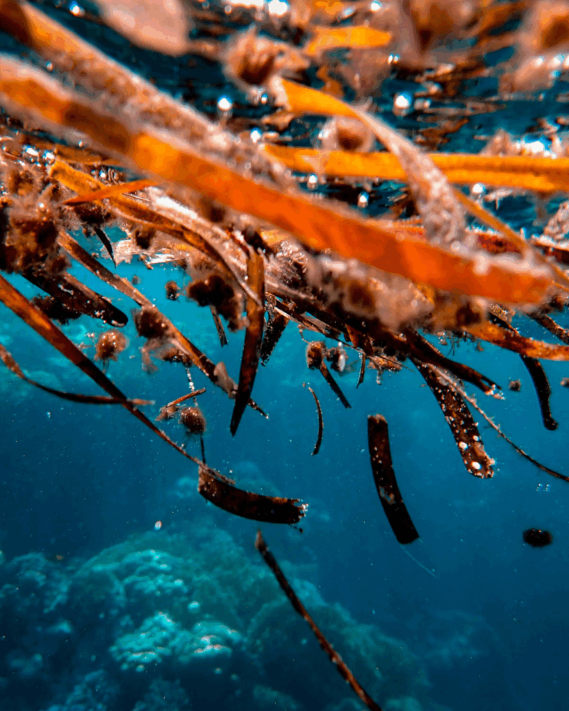 Red Seaweed in Natural Ocean Habitat - Seaflora Skincare Seaweed underwater which contains antioxidants.