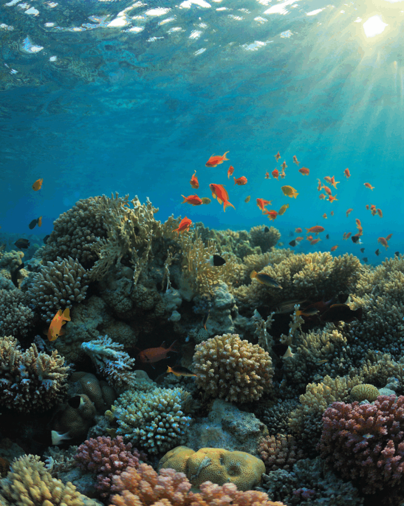 blog photos 3 - Seaflora Skincare The coral reef that chemical sunscreen is damaging.