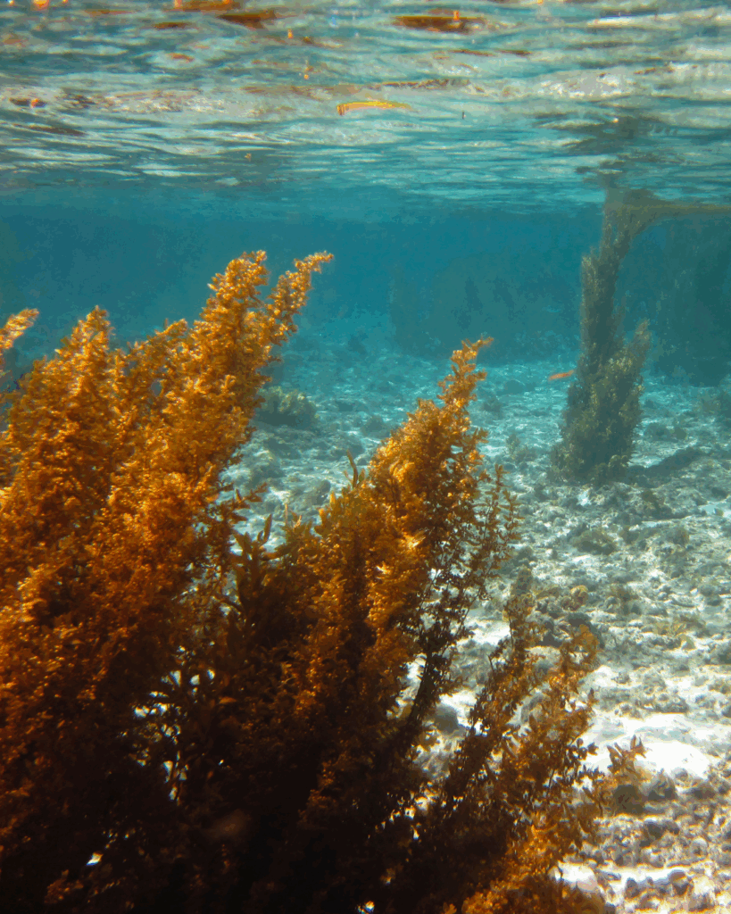 Orange and Red Seaweed with Barnacles on Coastal Seabed - Seaflora Skincare Seaweed underwater- representing Thalassotherapy.