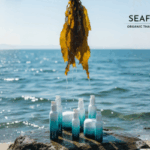 Multiple Seaflora skincare bottles beside pristine kelp seaweed being gently lifted from clear ocean water, representing natural marine ingredients.