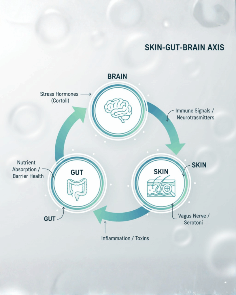 Infographic showing the interconnected Skin-Gut-Brain Axis with arrows for communication pathways.