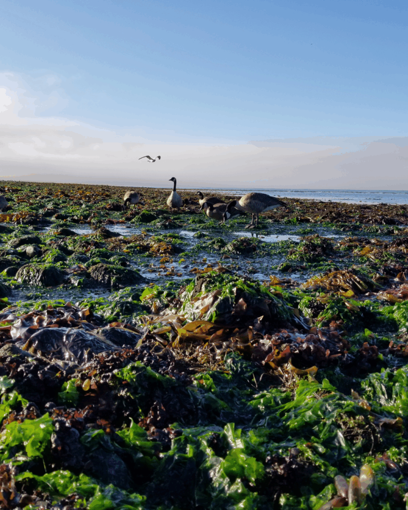 Wild-Harvested-Algae-West-Coast-Van-Isle-Source - Seaflora Skincare Low tide scene on West Coast Vancouver Island showing multiple species of red, brown, and green algae, with ocean, mountains, and two geese in the background.