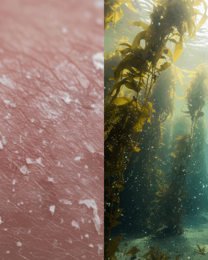 Kelp-Forest-Healing-vs-Acid-Damage-Cover - Seaflora Skincare Split screen image contrasting irritated, red skin (acid damage) on the left with a lush, green kelp forest (algae healing) on the right.